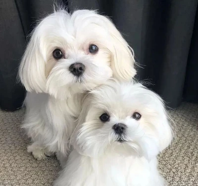 آگهی فروش نژاد مالتیز