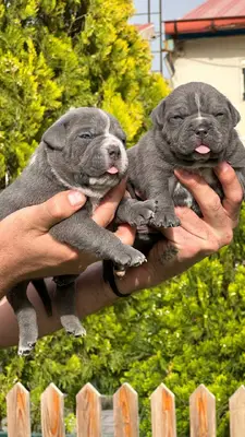 آگهی فروش نژاد آمریکن بولی