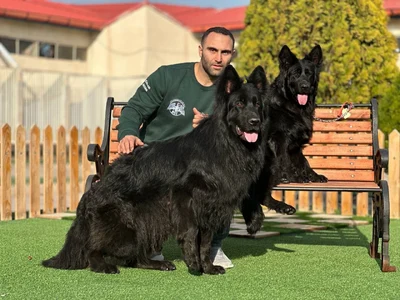 آگهی فروش نژاد ژرمن شپرد