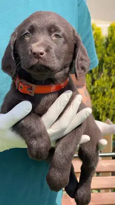 آگهی فروش نژاد لابرادور رتریور