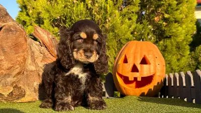 آگهی فروش نژاد انگلیش کوکر اسپانیل