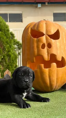 آگهی فروش نژاد کن کورسو