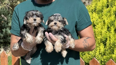 آگهی فروش نژاد یورکشایر تریر