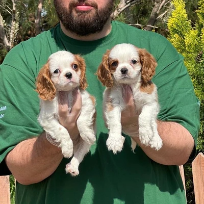 آگهی فروش نژاد کاوالیر کینگ چارلز اسپانیل