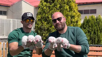 آگهی فروش نژاد داگو آرژانتینو