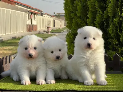 آگهی فروش نژاد سامویید