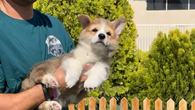 آگهی فروش نژاد پمبروک ولش کورگی