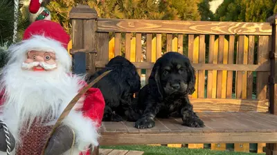 آگهی فروش نژاد انگلیش کوکر اسپانیل