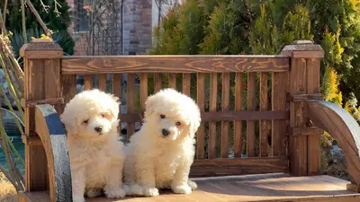 آگهی فروش نژاد بیشون فریزه