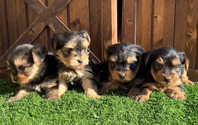 آگهی فروش نژاد یورکشایر تریر