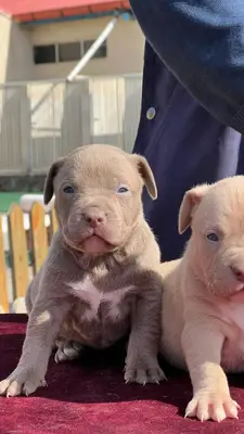 آگهی فروش نژاد آمریکن پیت بول تریر