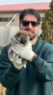 آگهی فروش نژاد شیبا اینو