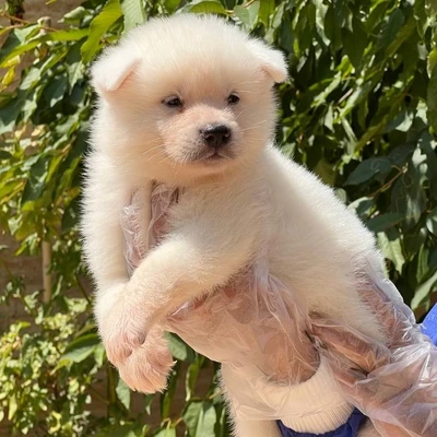 آگهی فروش نژاد آکیتا