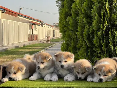 آگهی فروش نژاد آکیتا