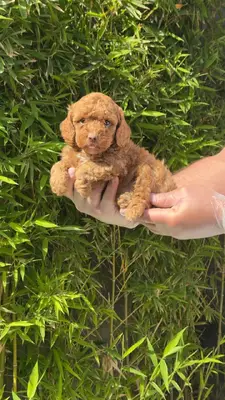 آگهی فروش نژاد پودل مینیاتوری