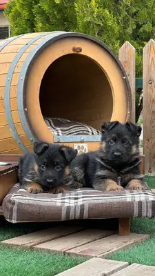 آگهی فروش نژاد ژرمن شپرد