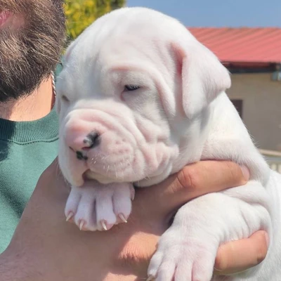 آگهی فروش نژاد داگو آرژانتینو