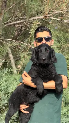 آگهی فروش نژاد فلت کوتت رتریور