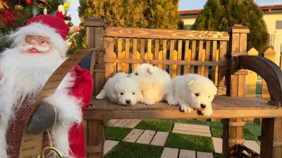 آگهی فروش نژاد سامویید