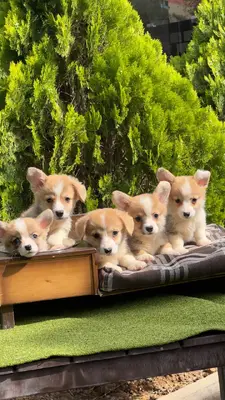 آگهی فروش نژاد پمبروک ولش کورگی