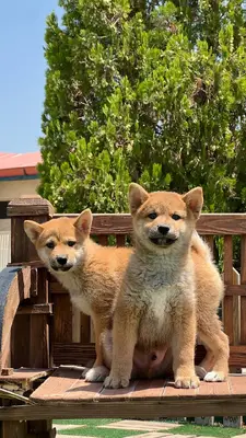 آگهی فروش نژاد شیبا اینو