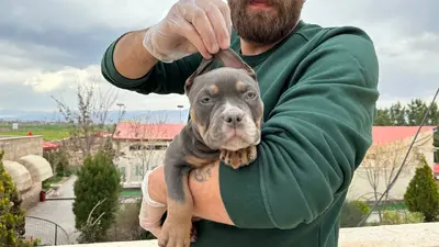 آگهی فروش نژاد آمریکن بولی