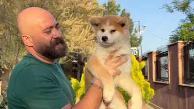 آگهی فروش نژاد آکیتا