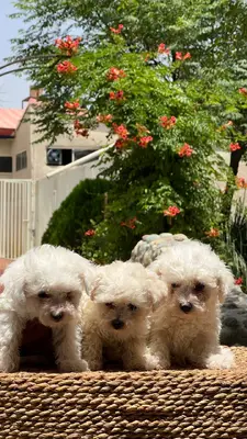 آگهی فروش نژاد بیشان فریزی