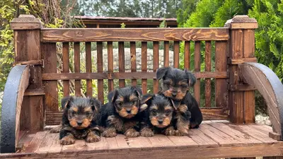 آگهی فروش نژاد یورکشایر تریر