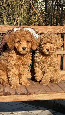 آگهی فروش نژاد پودل مینیاتوری