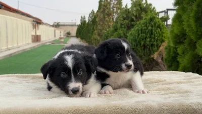 آگهی فروش نژاد بردر کالی