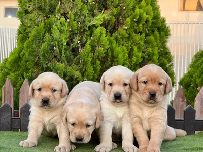 آگهی فروش نژاد لابرادور رتریور