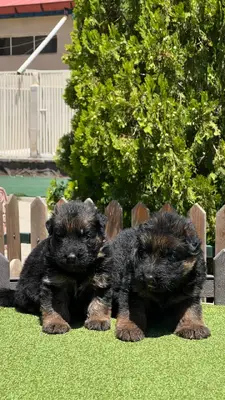 آگهی فروش نژاد ژرمن شپرد