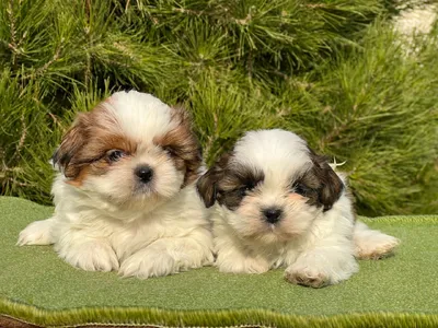 آگهی فروش نژاد شیتزو