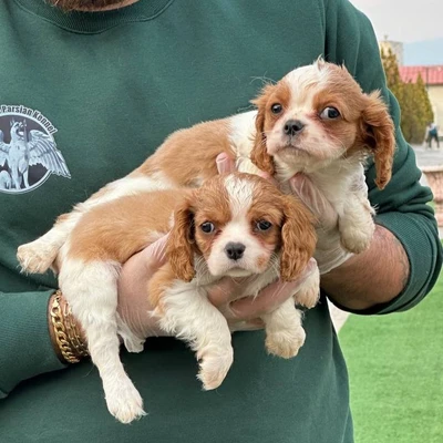 آگهی فروش نژاد کاوالیر کینگ چارلز اسپانیل