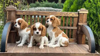 آگهی فروش نژاد کاوالیر کینگ چارلز اسپانیل