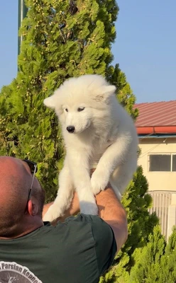 آگهی فروش نژاد سامویید