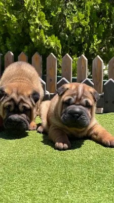 آگهی فروش نژاد چاینیز شارپی