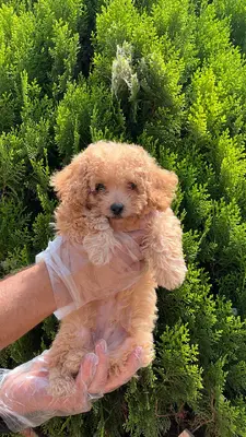 آگهی فروش نژاد پودل مینیاتوری