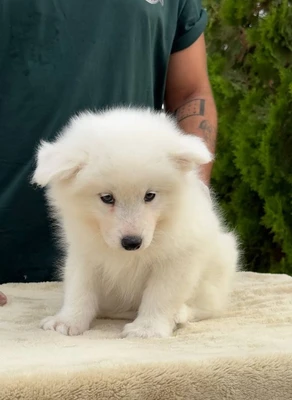 آگهی فروش نژاد سامویید