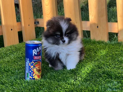 آگهی فروش نژاد پامرانین