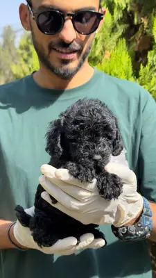 آگهی فروش نژاد پودل عروسکی