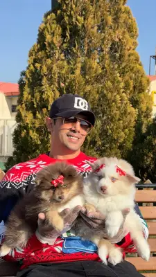 آگهی فروش نژاد پامسکی