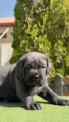 آگهی فروش نژاد کن کورسو