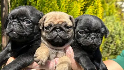 آگهی فروش نژاد پاگ