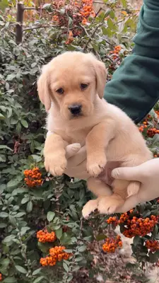 آگهی فروش نژاد لابرادور رتریور