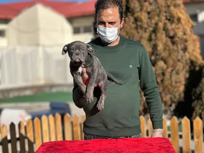 آگهی فروش نژاد آمریکن بولی