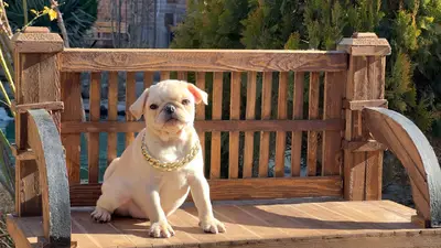 آگهی فروش نژاد پاگ