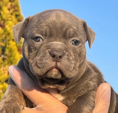 آگهی فروش نژاد آمریکن بولی