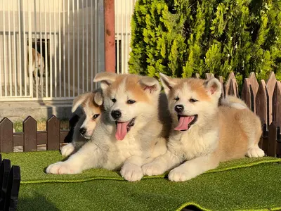 آگهی فروش نژاد آکیتا